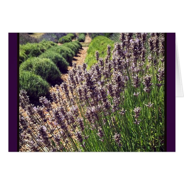 Lavender Farm (Front Horizontal)
