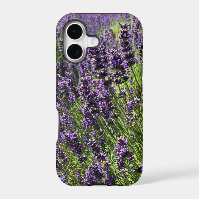 Lavender Farm (Back)