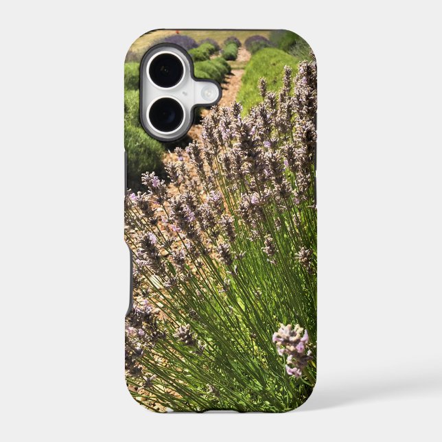 Lavender Farm (Back)