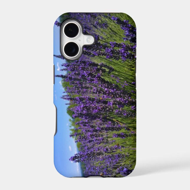 Lavender Farm (Back)
