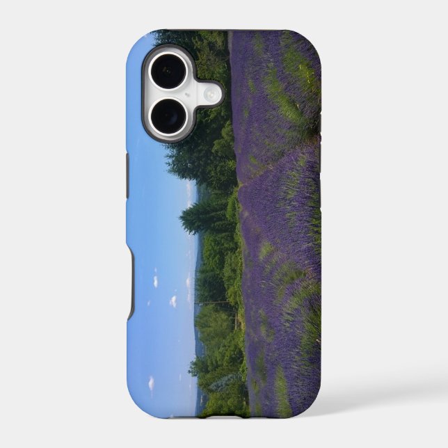 Lavender Farm (Back)