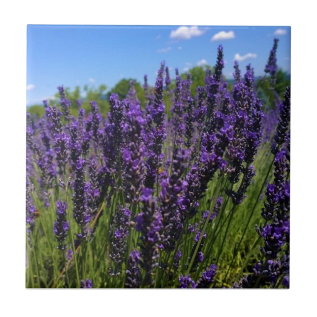 Lavender Farm Ceramic Tile (Front)