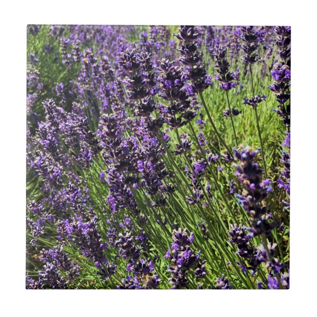 Lavender Farm Ceramic Tile (Front)