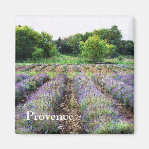 lavender farm field - Provence Magnet