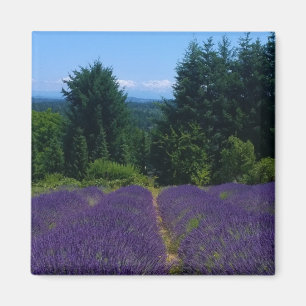Lavender Farm Magnet