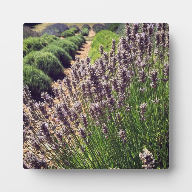 Lavender Farm Plaque (Front)