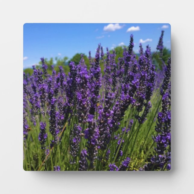 Lavender Farm Plaque (Front)