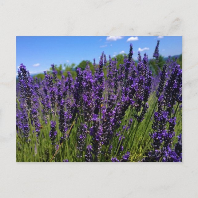 Lavender Farm Postcard (Front)