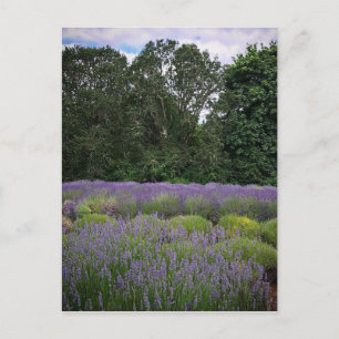 Lavender Farm Postcard