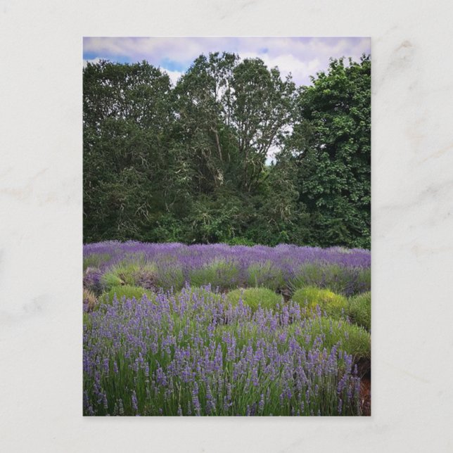 Lavender Farm Postcard (Front)