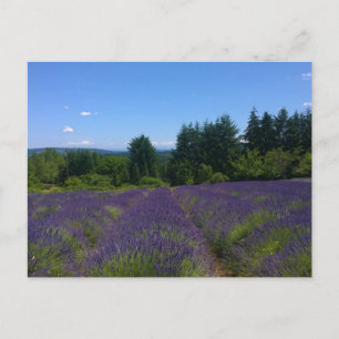 Lavender Farm Postcard