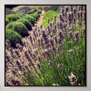 Lavender Farm Poster