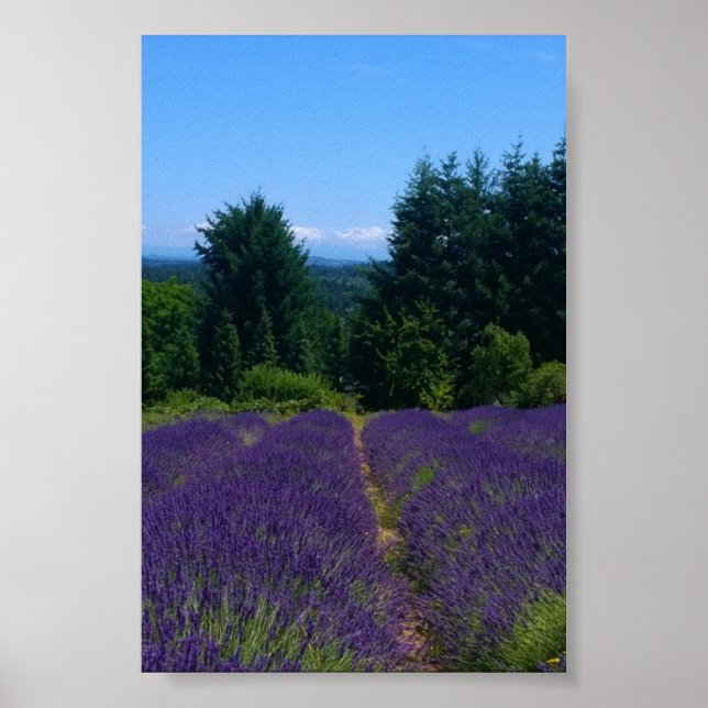 Lavender Farm Poster (Front)