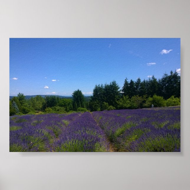Lavender Farm Poster (Front)