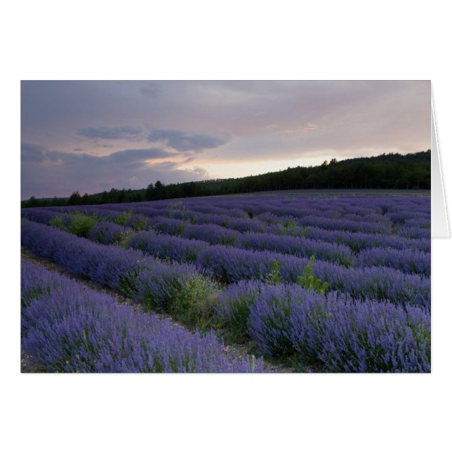Lavender field at sunset (Front Horizontal)
