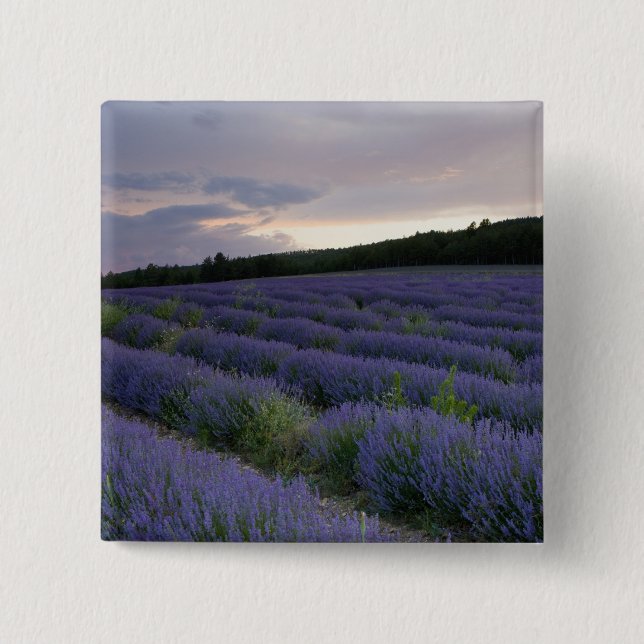 Lavender field at sunset 15 cm square badge (Front)