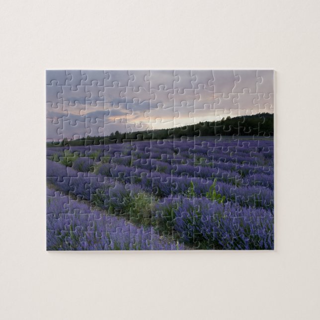 Lavender field at sunset jigsaw puzzle (Horizontal)