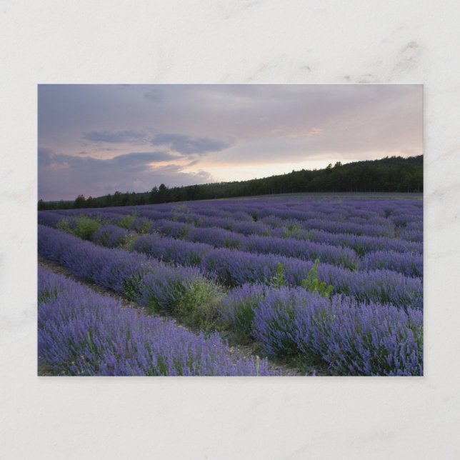 Lavender field at sunset postcard (Front)