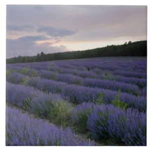 Lavender field at sunset tile