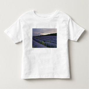 Lavender field at sunset toddler T-Shirt