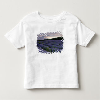 Lavender field at sunset toddler T-Shirt