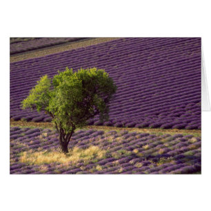 Lavender field in High Provence, France