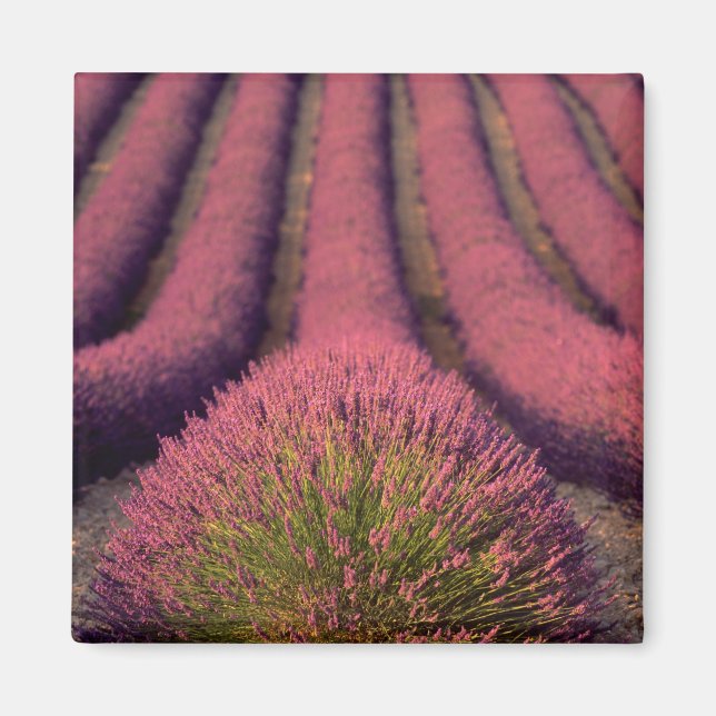 Lavender field in High Provence, France 2 Magnet (Front)