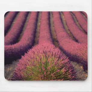 Lavender field in High Provence, France 2 Mouse Pad