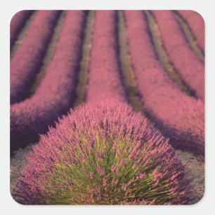 Lavender field in High Provence, France 2 Square Sticker