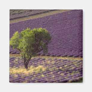 Lavender field in High Provence, France Magnet