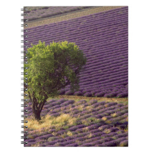 Lavender field in High Provence, France Notebook