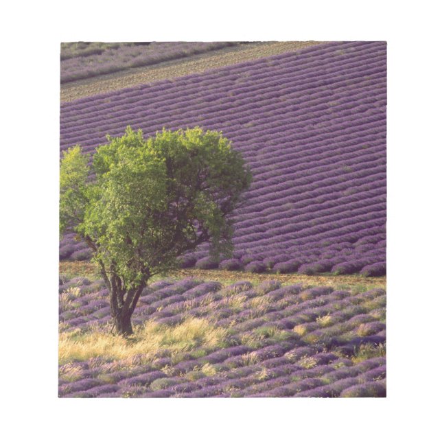 Lavender field in High Provence, France Notepad (Front)
