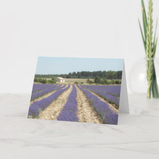 Lavender Field in Provence Card