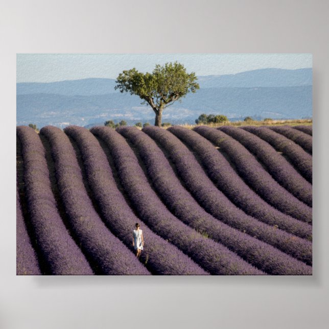 Lavender field in Provence Poster (Front)