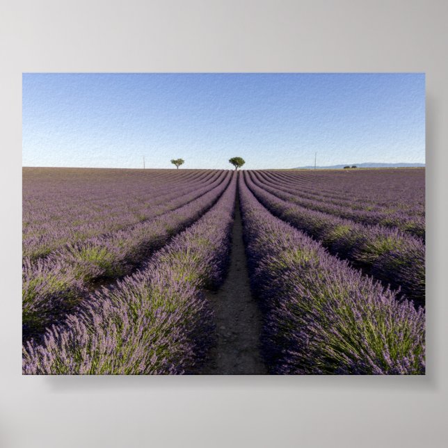 Lavender field in Provence Poster (Front)