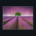 Lavender Field Landscape Summer Sunset Postcard<br><div class="desc">Beautiful image of lavender field Summer sunset landscape with single tree on horizon contrasting colours © and ® Bigstock® - All Rights Reserved.</div>