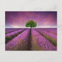 Lavender Field Landscape Summer Sunset