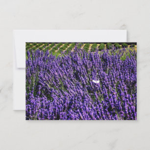 Lavender Field Personalised Blank Notecard