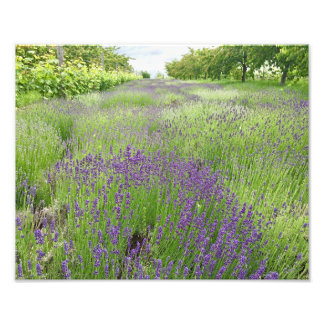 Lavender Field Photo Art Print