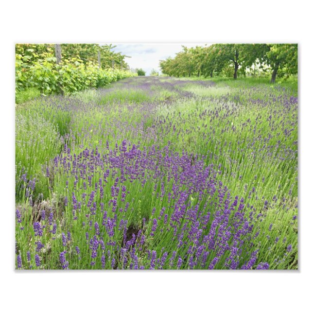 Lavender Field Photo Art Print (Front)