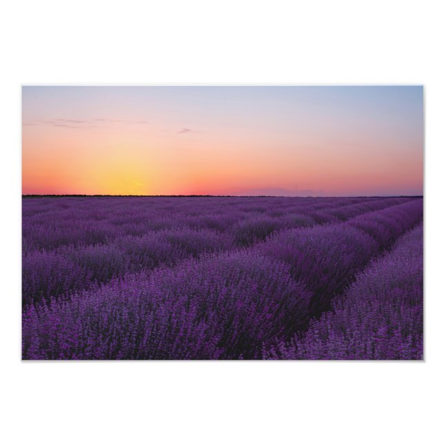 Lavender Field Photo Print (Front)