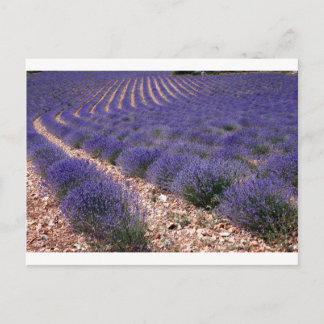 Lavender field postcard