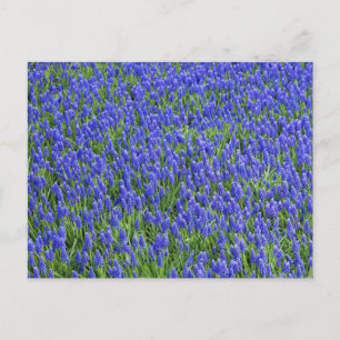 Lavender Field Postcard