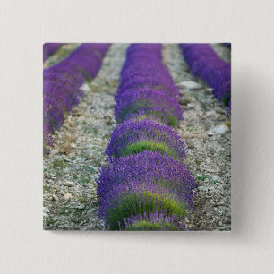 Lavender field, Provence, France 15 Cm Square Badge