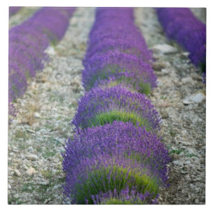 Lavender field, Provence, France Ceramic Tile