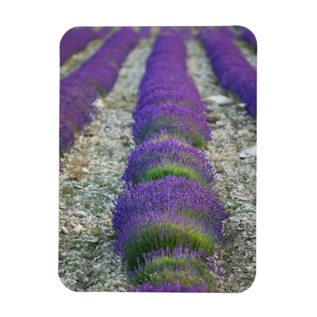 Lavender field, Provence, France Magnet (Vertical)