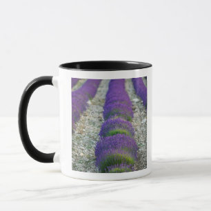 Lavender field, Provence, France Mug