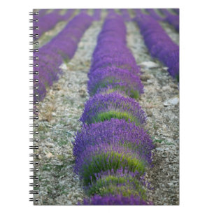 Lavender field, Provence, France Notebook