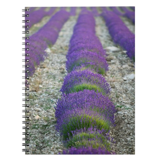 Lavender field, Provence, France Notebook (Front)