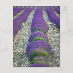 Lavender field, Provence, France Postcard